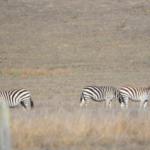 Cambria_0192 (November 03, 2012)